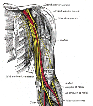 Infraclavicular Exposure of the Brachial Plexus - cns.org