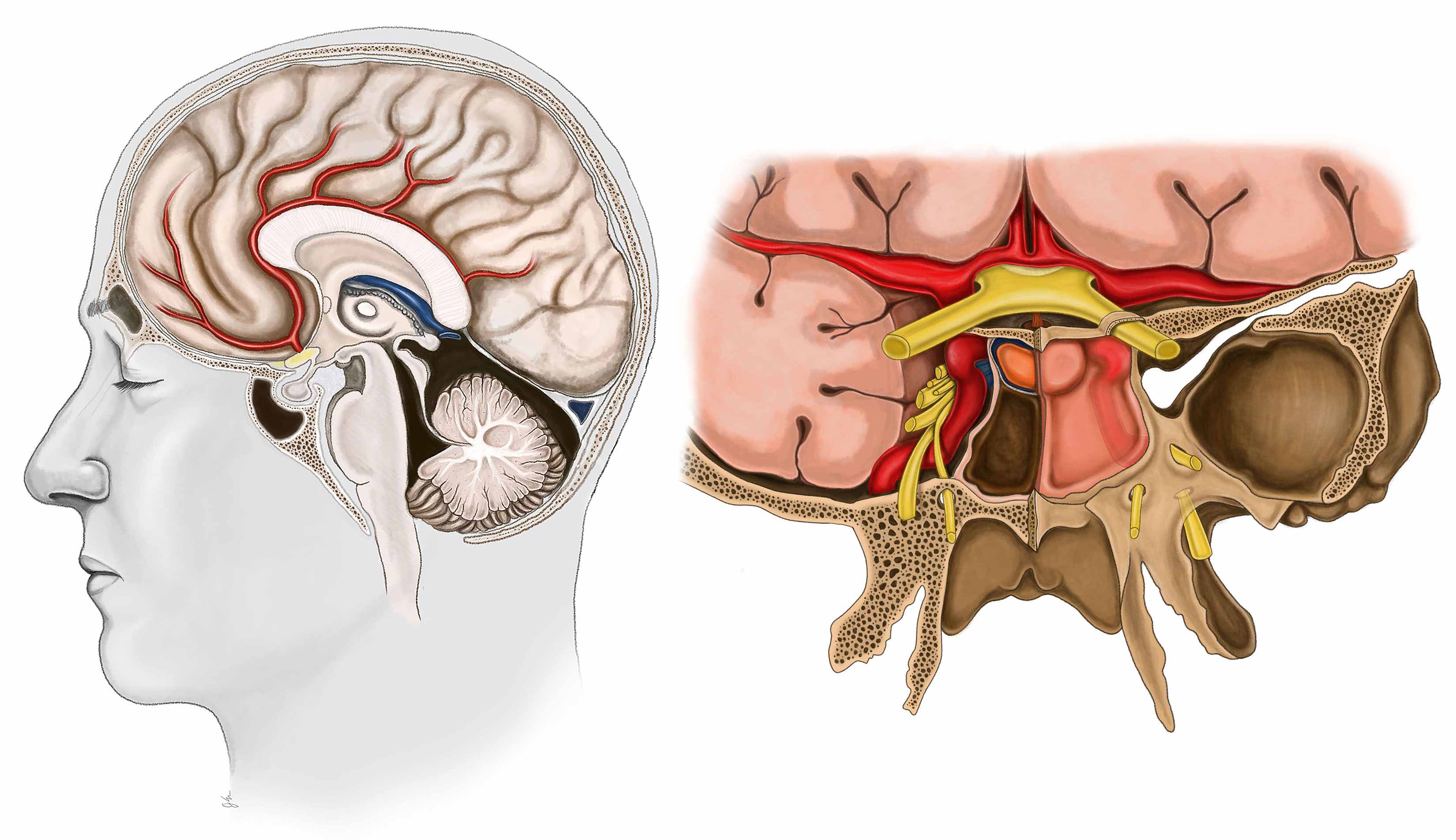 Central Nervous System Tumors 裁断済み Molecular neuropathology: an essential and evolving toolbox