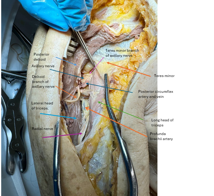 Axillary Nerve Branches