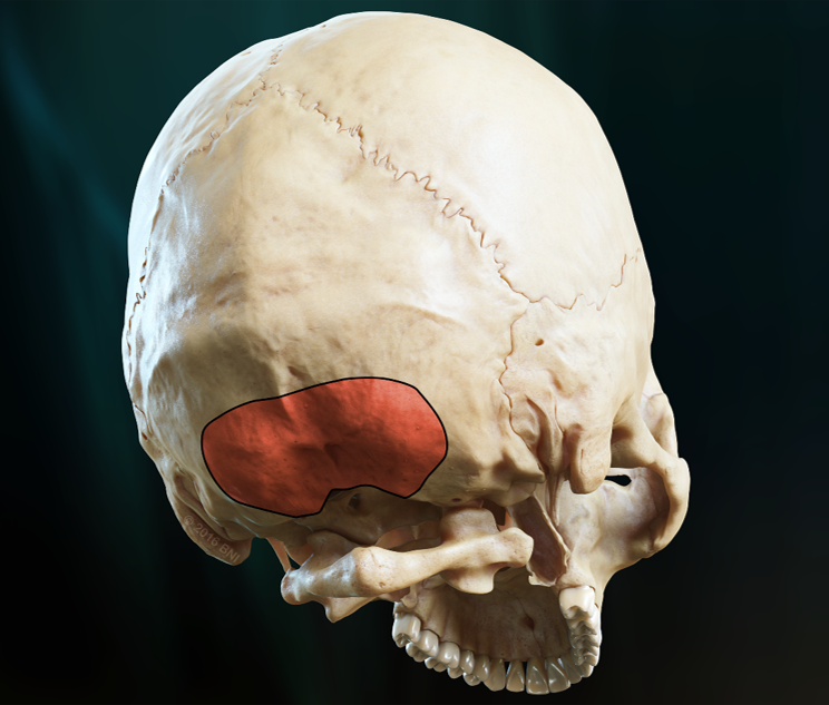 Suboccipital Approach - cns.org