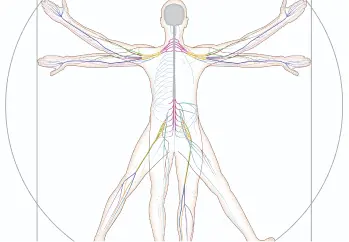 Peripheral Nerve