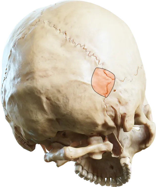 Fully Endoscopic Right Retrosigmoid Craniotomy For Microvascular ...