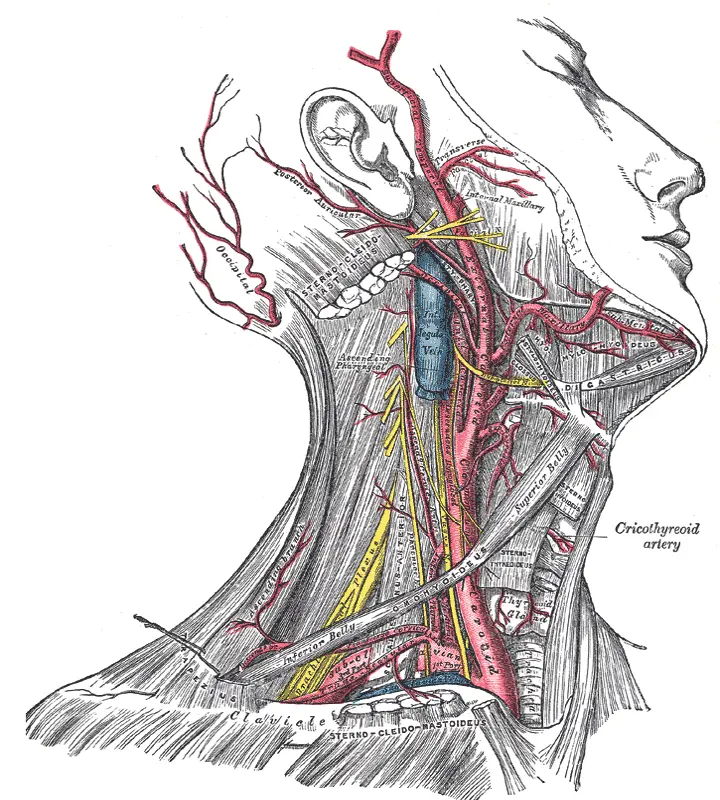 Infraclavicular Exposure of the Brachial Plexus - cns.org